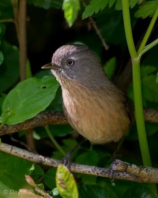 Wrentit