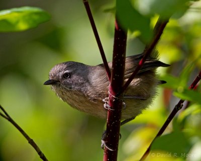 Wrentit
