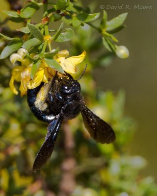 Carpenter Bee