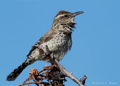 Cactus Wren