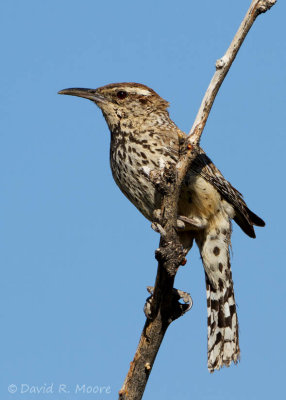 Cactus Wren