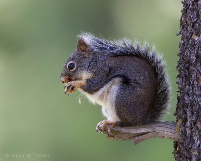 Douglas Squirrel