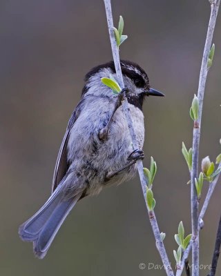 Mountain Chickadee