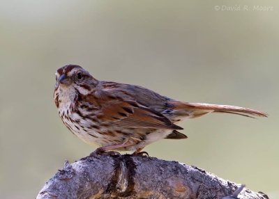 Song Sparrow