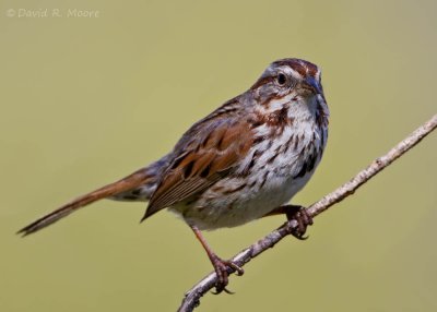Song Sparrow
