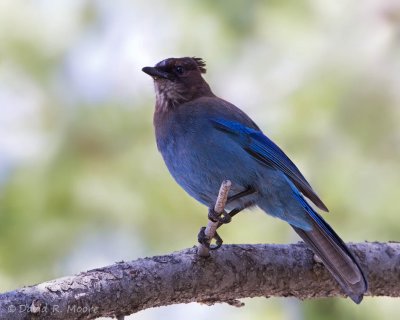 Steller's Jay