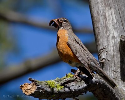 American Robin