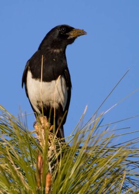 Black-billed Magpie