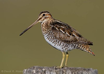 Wilson's Snipe