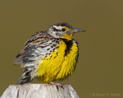 Western Meadowlark