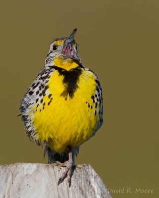 Western Meadowlark