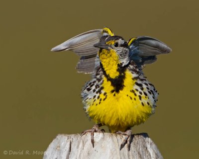 Western Meadowlark