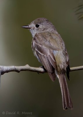 Dusky Flycatcher