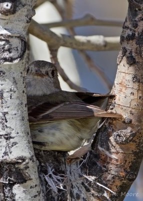 Dusky Flycatcher