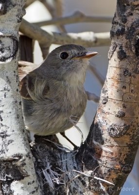 Dusky Flycatcher