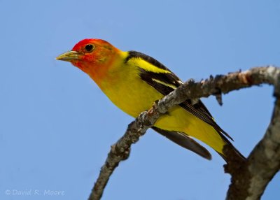 Western Tanager