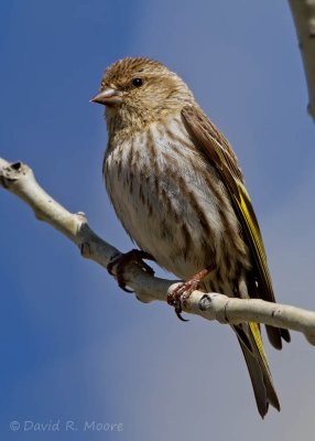 Pine Siskin