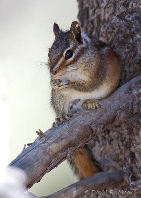 Alpine Chipmunk