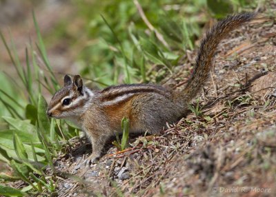 Alpine Chipmunk