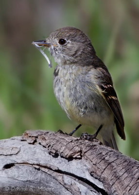Dusky Flycatcher