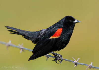 Red-winged Blackbird