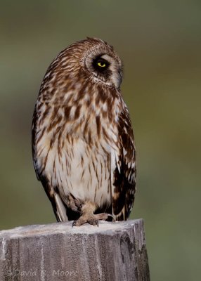 Short-eared Owl