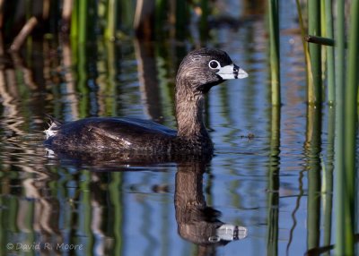 Pied-billed Grebe