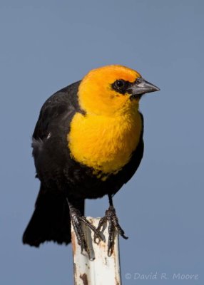 Yellow-headed Blackbird