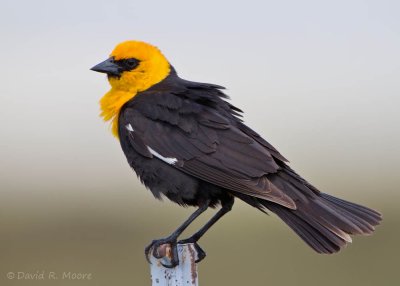 Yellow-headed Blackbird