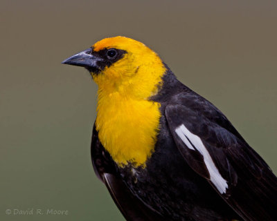 Yellow-headed Blackbird
