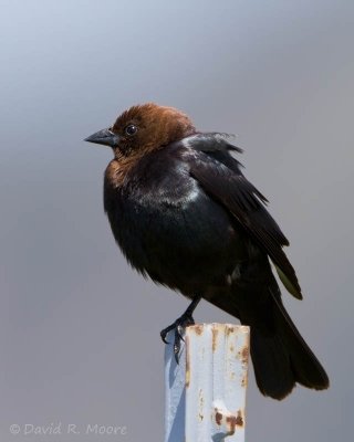 Brown-headed Cowbird