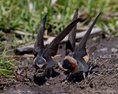 Cliff Swallows