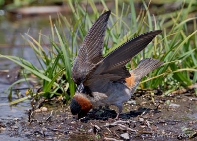 Cliff Swallow
