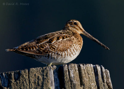 Wilson's Snipe