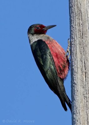 Lewis's Woodpecker