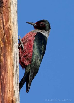 Lewis's Woodpecker