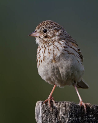 Vesper Sparrow