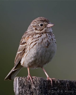 Vesper Sparrow
