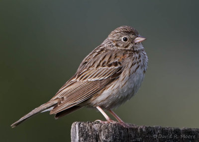 Vesper Sparrow