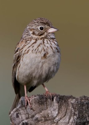 Vesper Sparrow