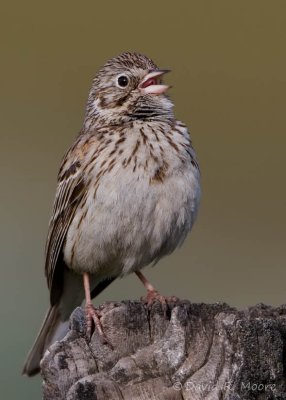 Vesper Sparrow