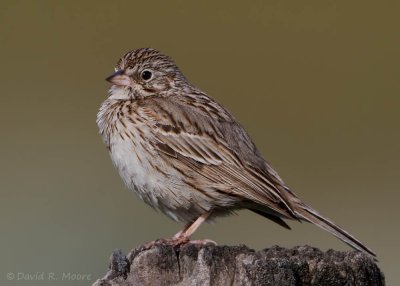 Vesper Sparrow