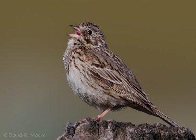 Vesper Sparrow