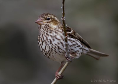 Cassin's Finch, female