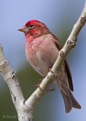 Cassin's Finch, male