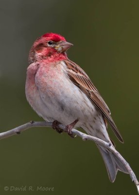 Cassin's Finch, male