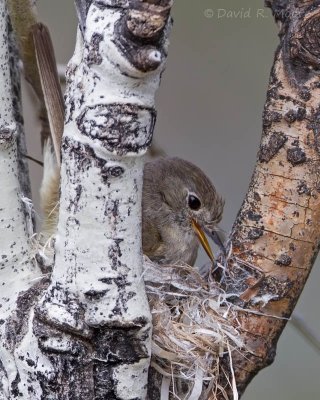 Dusky Flycatcher