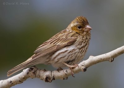 Cassin's Finch, female