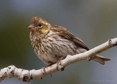 Cassin's Finch, female