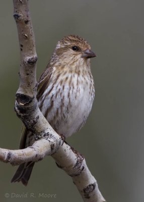 Pine Siskin